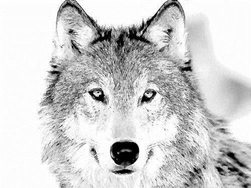 wolfsacredstroke